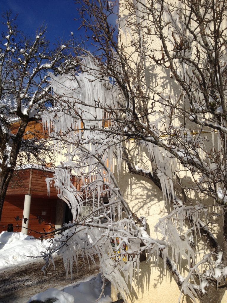 Photo d'un arbre avec des bouts de glaces pointu