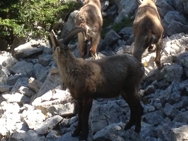 Trois bouquetins grimpant sur des rochers