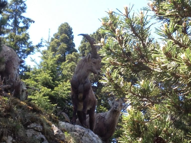 Deux bouquetins sur un rocher qui regardent dans les environs