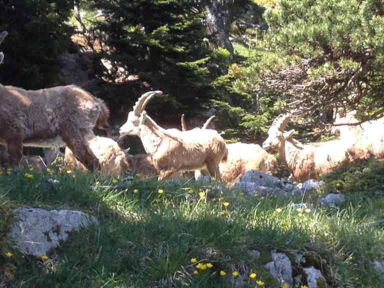 Plusieurs bouquetins qui se promenent dans la nature