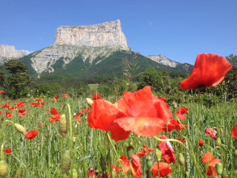 Les Mont aiguille avec une vue sur un champ de fleurs